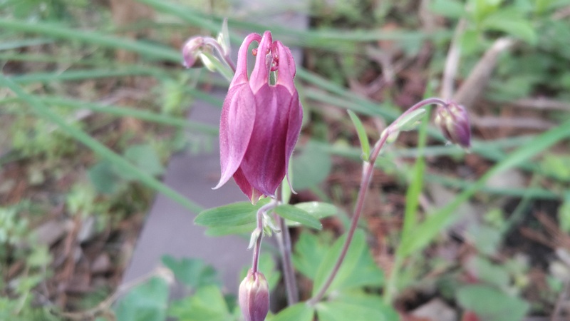 セイヨウオダマキの蕾 東京都大田区平和島公園