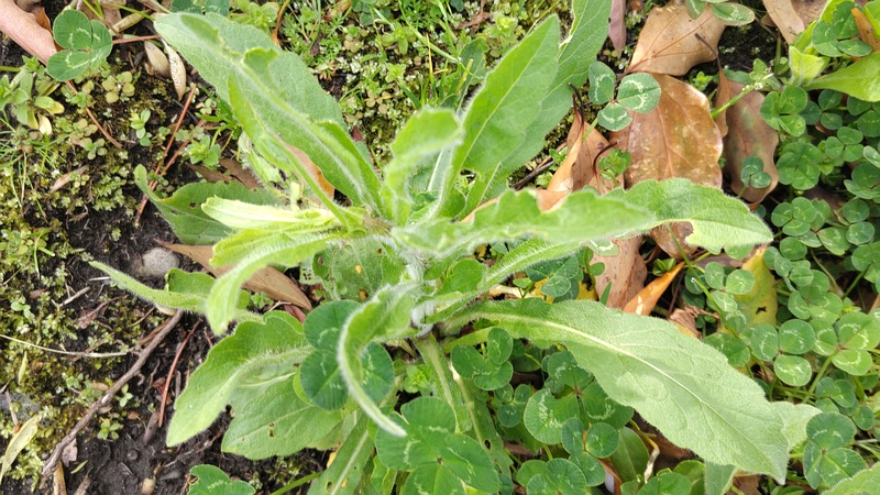 ハルジオンとシロツメクサ 東京都大田区平和島公園