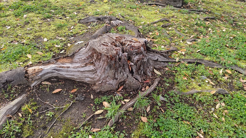 クスノキの切株 東京都大田区平和島公園