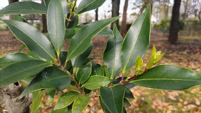 ネズミモチの蕾 東京都大田区平和島公園