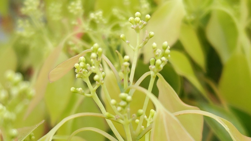 クスノキの花 東京都大田区平和島公園