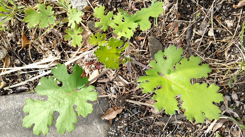 タケニグサ 東京都大田区大和大橋