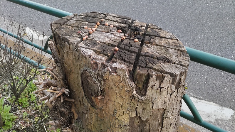 アオギリの切株 東京都大田区大和大橋