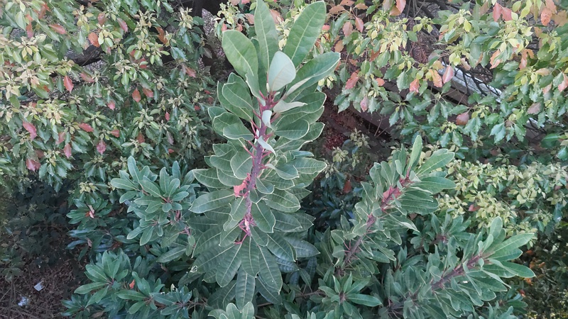 ヤマモモとクスノキ 東京都大田区平和島公園