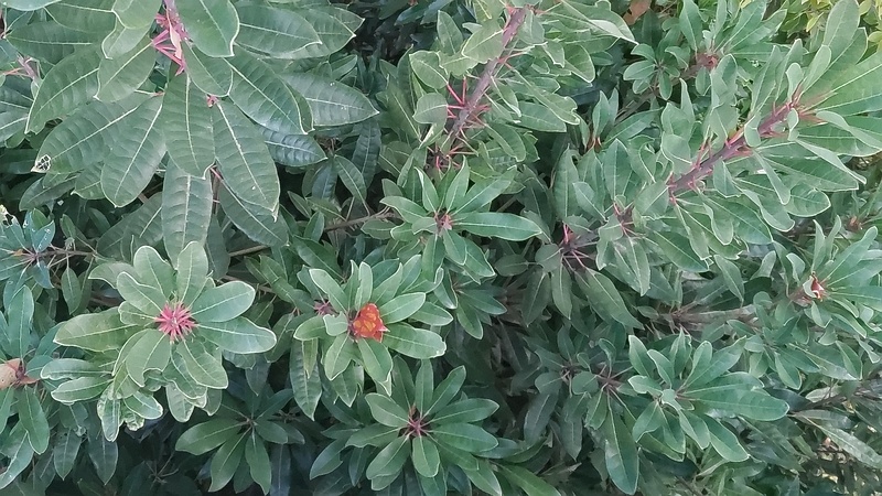 ヤマモモ 東京都大田区平和島公園