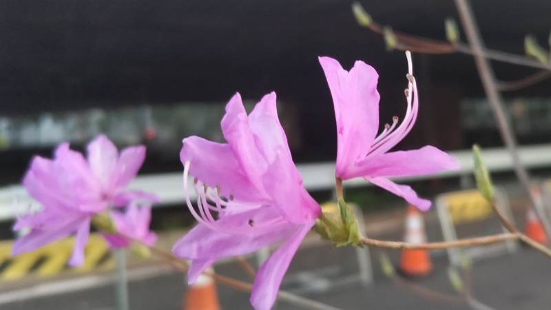 ミツバツツジの花 東京都大田区平和島公園