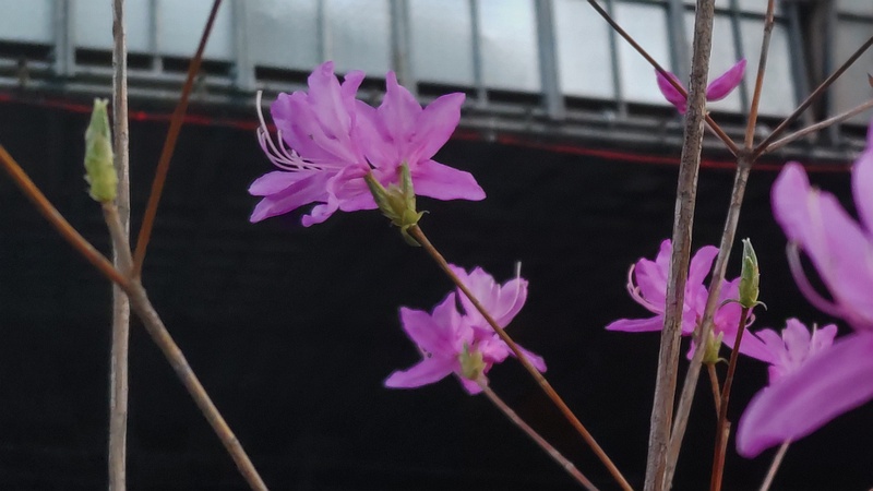 ミツバツツジの花 東京都大田区平和島公園
