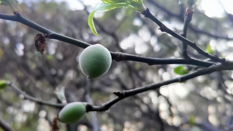 ウメの果実 東京都大田区平和島公園