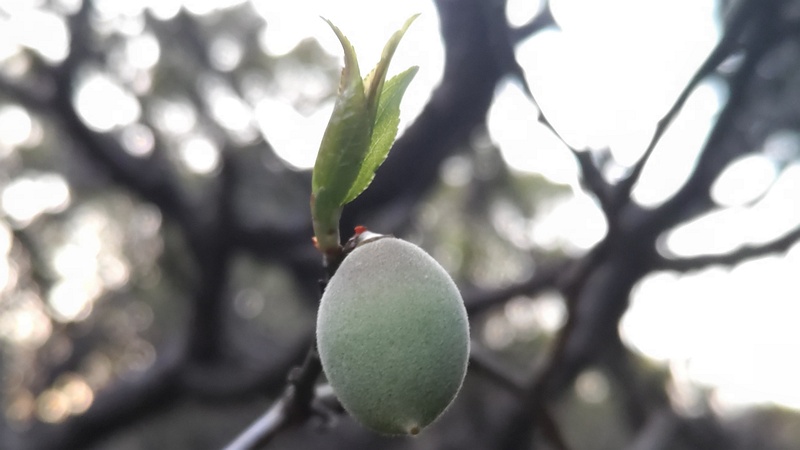 ウメの果実 東京都大田区平和島公園