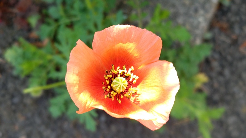 ナガミヒナゲシの花 横浜市旭区万騎が原