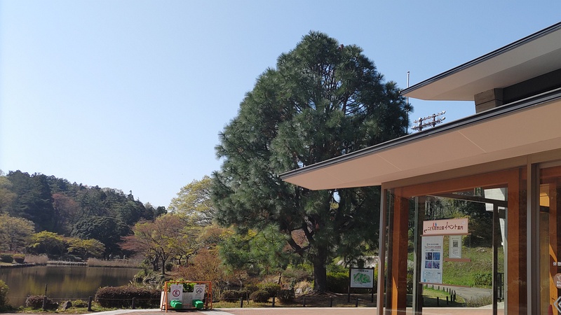 ダイオウショウ 横浜市旭区万騎が原