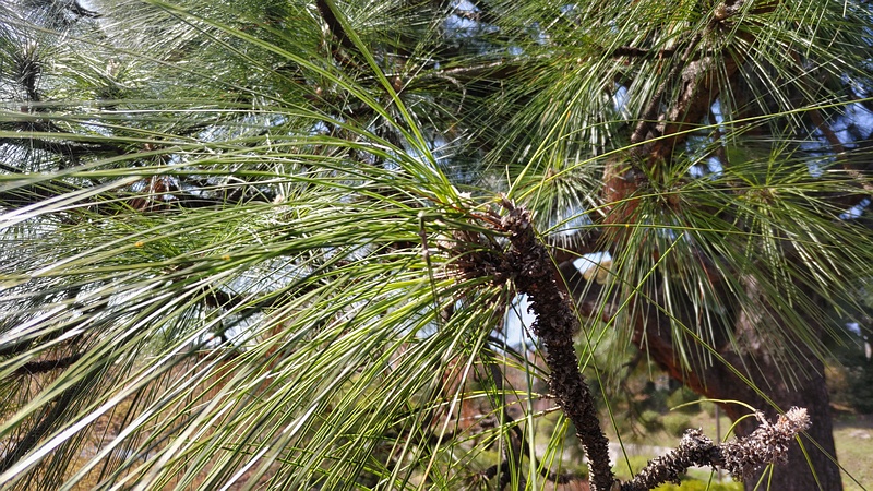 ダイオウショウ 横浜市旭区大池町こども自然公園