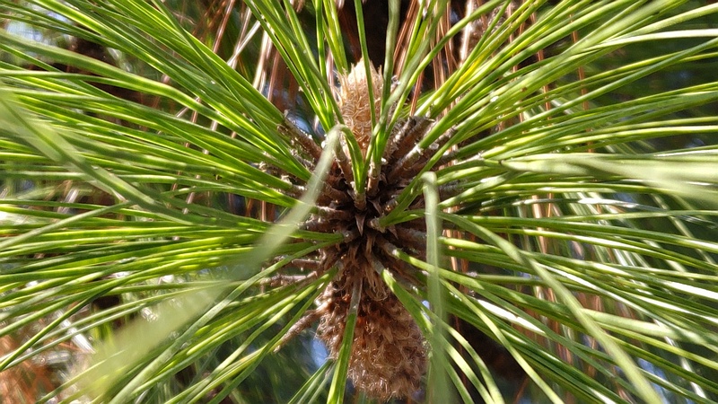 ダイオウショウ 横浜市旭区大池町こども自然公園