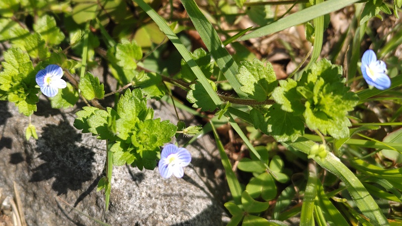 オオイヌノフグリ 横浜市旭区大池町こども自然公園