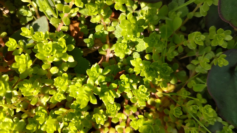 マルバマンネングサ 横浜市旭区大池町こども自然公園
