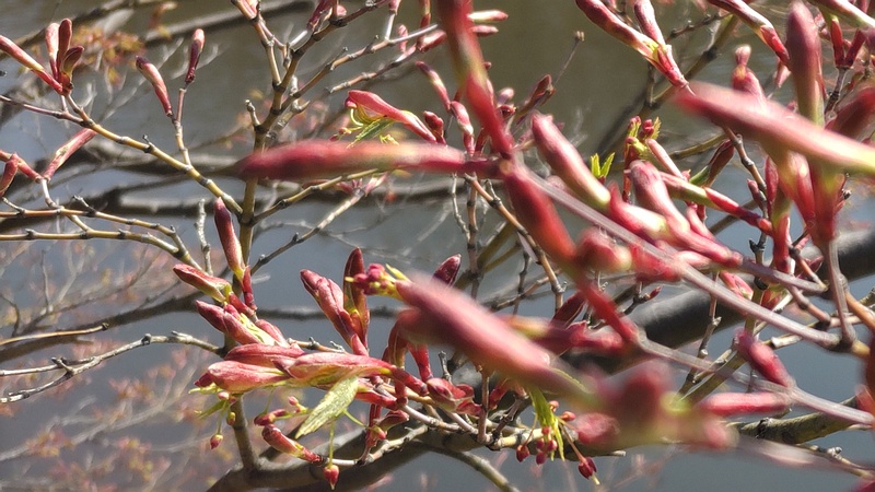 イロハモミジの芽吹き 横浜市旭区大池町こども自然公園