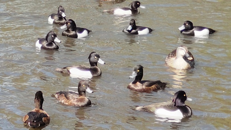 キンクロハジロ、マガモ、カルガモ 横浜市旭区大池町こども自然公園