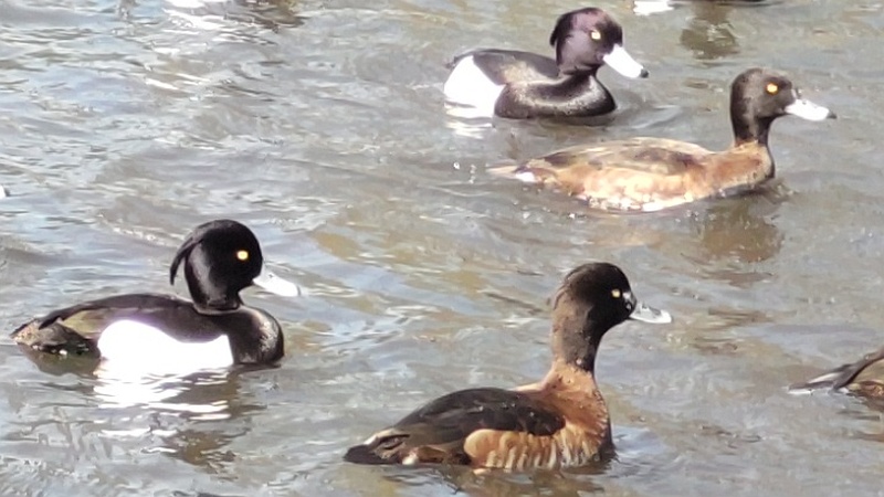 キンクロハジロ 横浜市旭区大池町こども自然公園