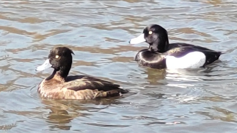 キンクロハジロ 横浜市旭区大池町こども自然公園