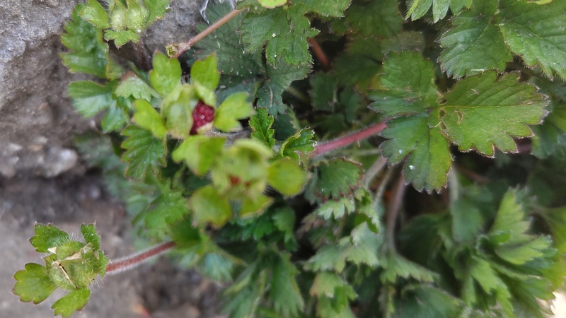 ヤブヘビイチゴの果実 横浜市旭区大池町こども自然公園