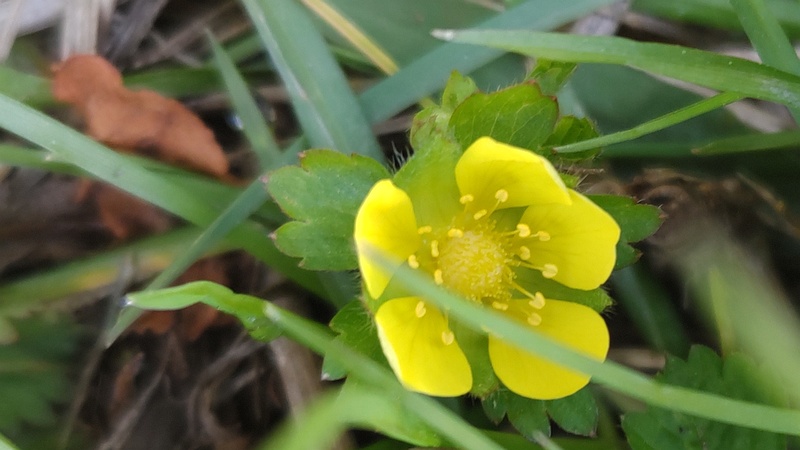 ヤブヘビイチゴの花 横浜市旭区大池町こども自然公園