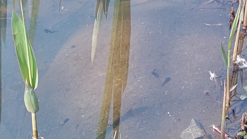 ヨシとオタマジャクシ 横浜市旭区大池町こども自然公園