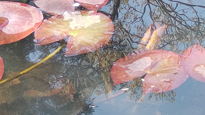 スイレンの葉 横浜市旭区大池町こども自然公園