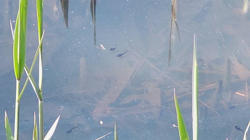 ヨシとオタマジャクシ 横浜市旭区大池町こども自然公園