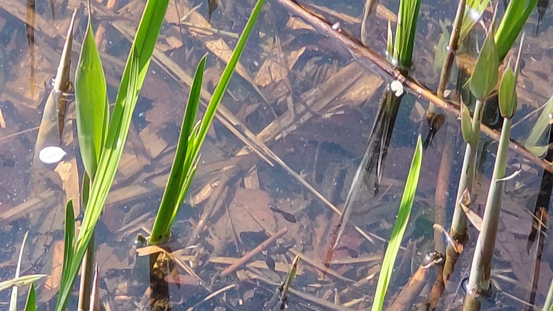 ヨシとオタマジャクシ 横浜市旭区大池町こども自然公園
