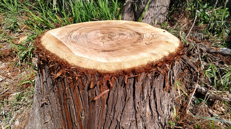 スギの切株 横浜市旭区大池町こども自然公園