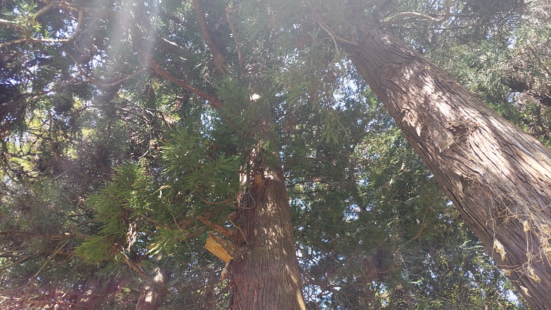 スギ 横浜市旭区大池町こども自然公園