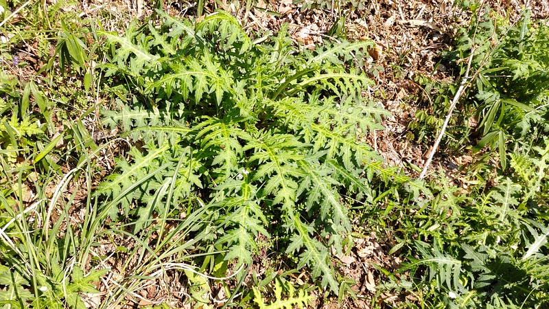 ノハラアザミ 横浜市旭区大池町こども自然公園