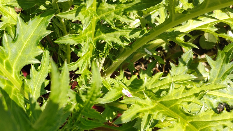 ノハラアザミ 横浜市旭区大池町こども自然公園