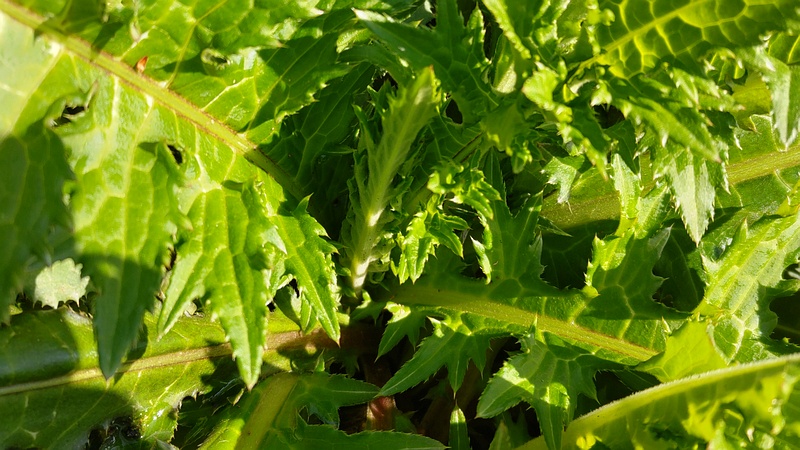 ノハラアザミ 横浜市旭区大池町こども自然公園