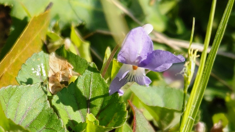 タチツボスミレ 横浜市旭区大池町こども自然公園