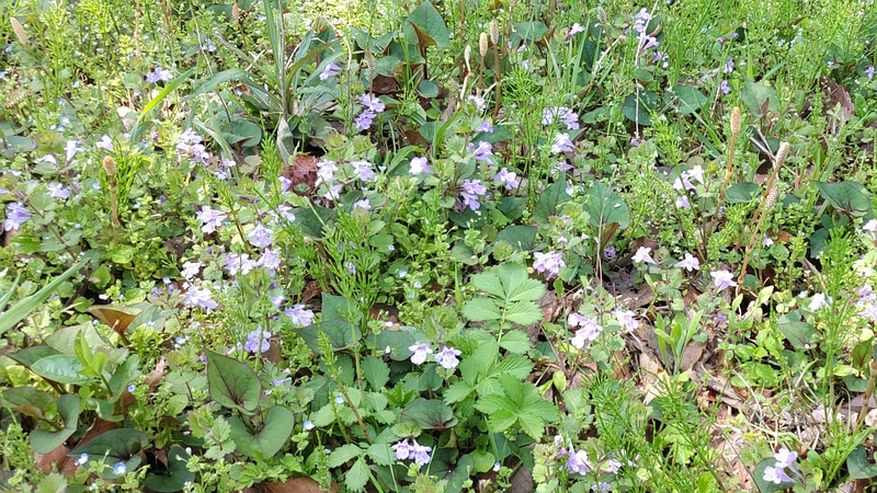 タチツボスミレ、ツクシ 横浜市旭区大池町こども自然公園