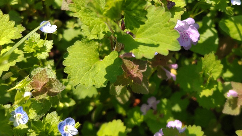 オオイヌノフグリ、ヒメオドリコソウ、カキドオシ 横浜市旭区大池町こども自然公園