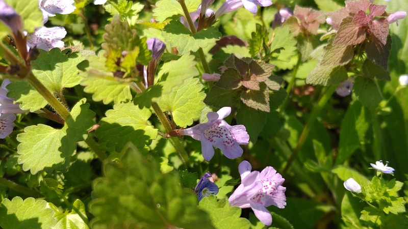オオイヌノフグリ、ヒメオドリコソウ、カキドオシ 横浜市旭区大池町こども自然公園