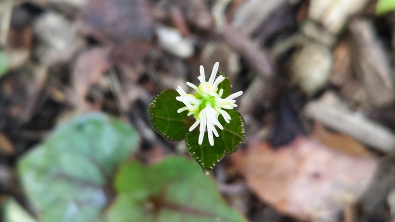 ヒトリシズカの花 横浜市旭区大池町こども自然公園