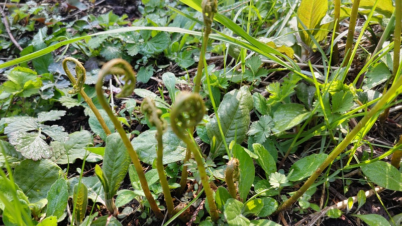 ゼンマイ 横浜市旭区大池町こども自然公園