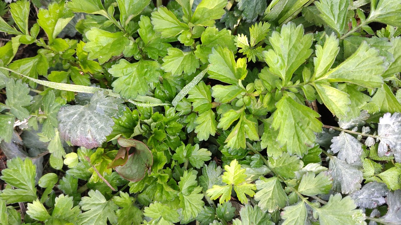 ダイコンソウ 横浜市旭区大池町こども自然公園