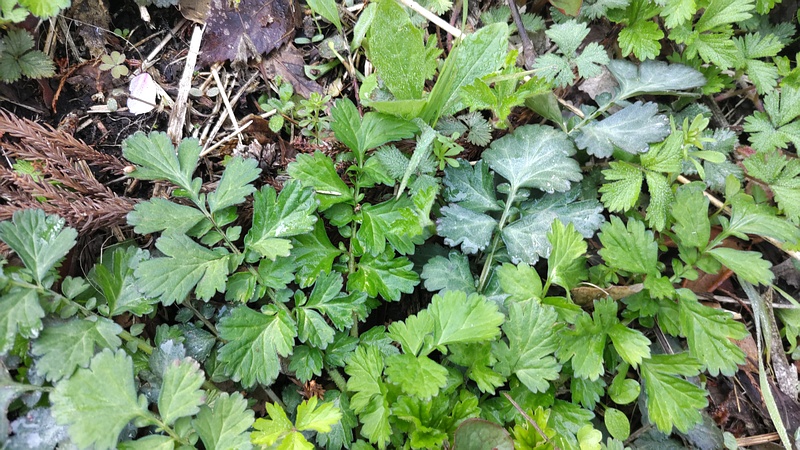 ダイコンソウ 横浜市旭区大池町こども自然公園