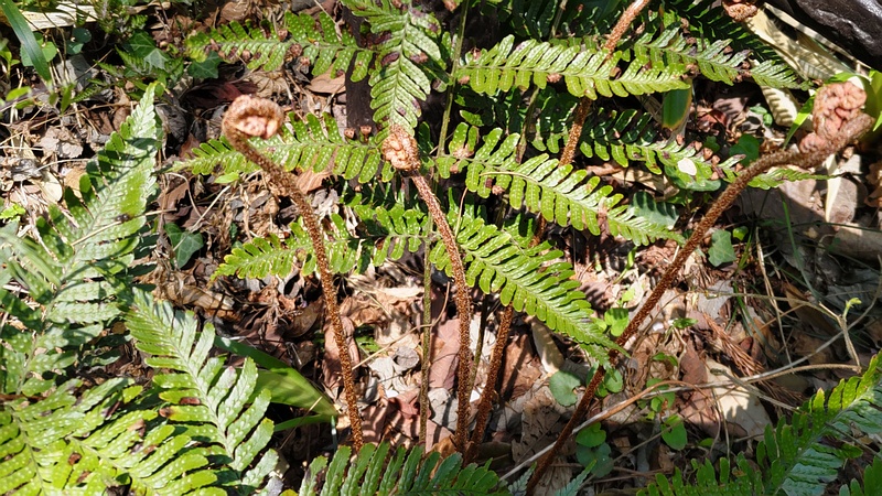 イノデ 横浜市旭区大池町こども自然公園