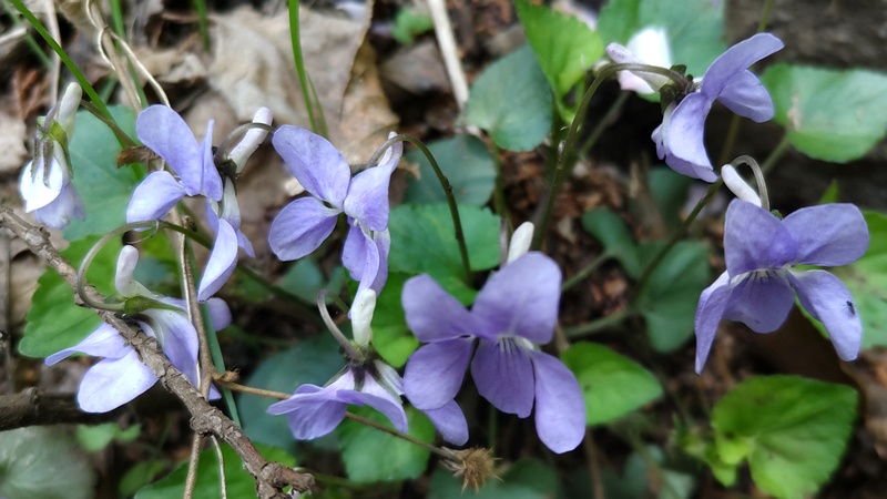 タチツボスミレの花 横浜市旭区大池町こども自然公園