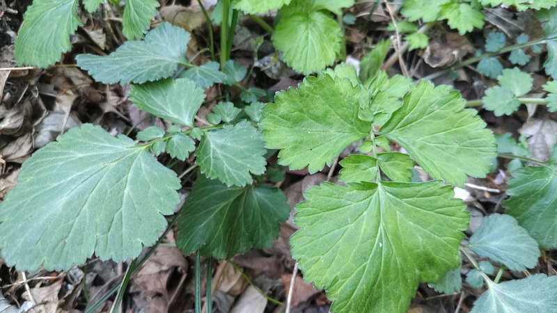 ダイコンソウ 横浜市旭区大池町こども自然公園