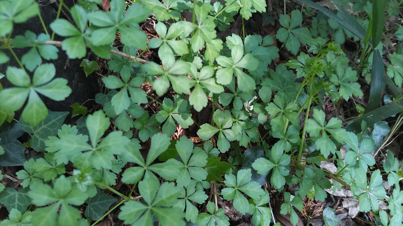 ヤマウコギ 横浜市旭区大池町こども自然公園