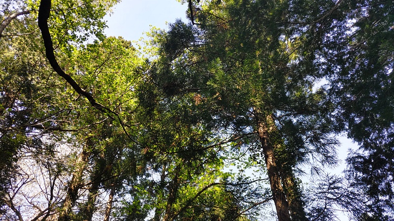 雑木林 横浜市旭区大池町こども自然公園