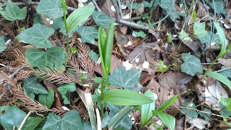 ホウチャクソウ 横浜市旭区大池町こども自然公園