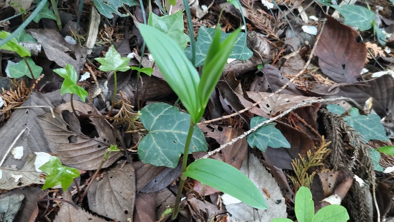 ホウチャクソウ 横浜市旭区大池町こども自然公園