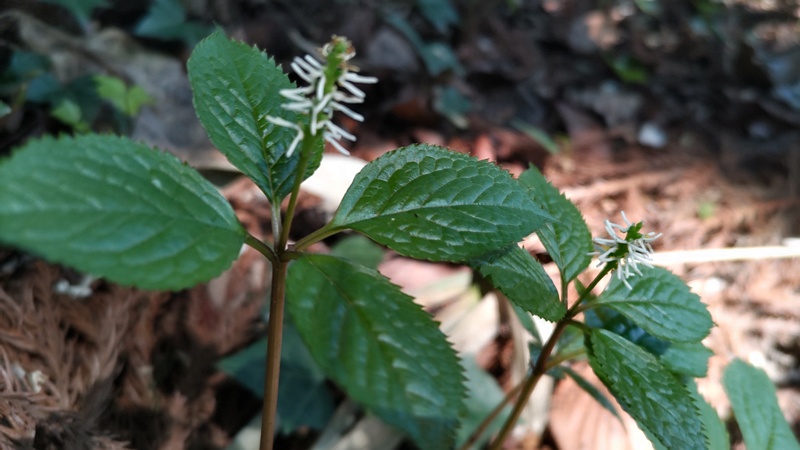ヒトリシズカの花 横浜市旭区大池町こども自然公園